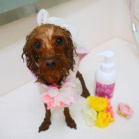 【山手店】2022年5月19日のワンちゃん達♪