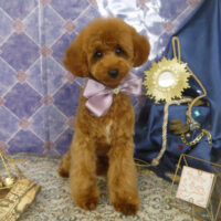 【山手店】2022年5月27日のワンちゃん達♪