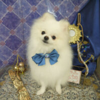 【山手店】2022年5月30日のワンちゃん達♪