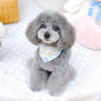 【池下店】2022年5月1日のワンちゃん達♪