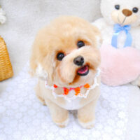 【池下店】2022年5月6日のワンちゃん達♪