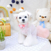 【池下店】2022年5月7日のワンちゃん達♪