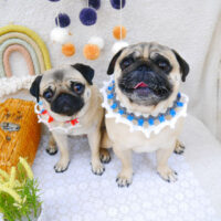 【池下店】2022年5月8日のワンちゃん達♪