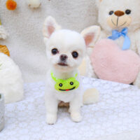 【池下店】2022年5月9日のワンちゃん達♪