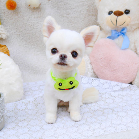 【池下店】2022年5月9日のワンちゃん達♪