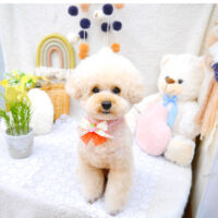 【池下店】2022年5月12日のワンちゃん達♪