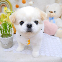 【池下店】2022年5月14日のワンちゃん達♪