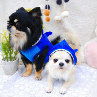 【池下店】2022年5月15日のワンちゃん達♪