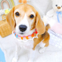 【【池下店】2022年5月16日のワンちゃん達♪