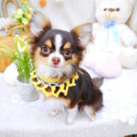 【池下店】2022年5月19日のワンちゃん達♪