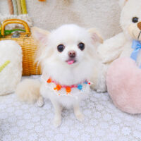 【池下店】2022年5月21日のワンちゃん達♪