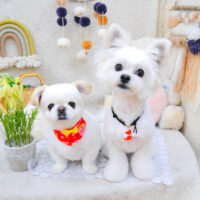 【池下店】2022年5月22日のワンちゃん達♪