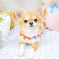 【池下店】2022年5月23日のワンちゃん達♪