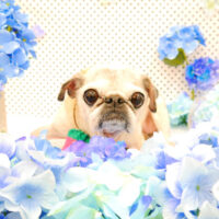 【池下店】2022年5月25日のワンちゃん達♪