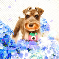 【池下店】2022年5月26日のワンちゃん達♪