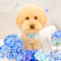 【池下店】2022年5月27日のワンちゃん達♪