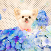 【池下店】2022年5月28日のワンちゃん達♪