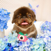 【池下店】2022年5月30日のワンちゃん達♪