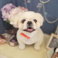 【本店】2022年6月25日のワンちゃん達♪