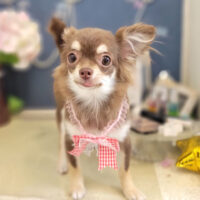 【本店】2022年6月30日のワンちゃん達♪