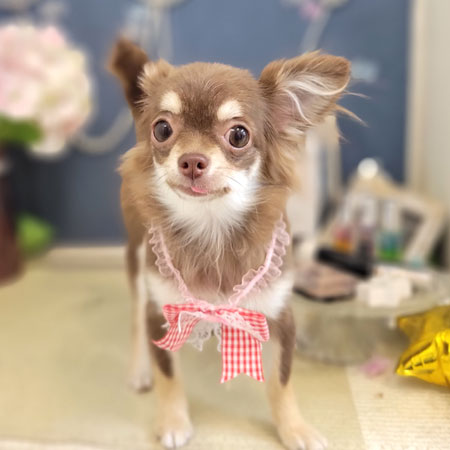 【本店】2022年6月30日のワンちゃん達♪