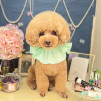 【本店】2022年6月4日のワンちゃん達♪