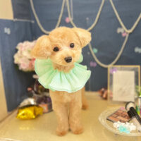 【本店】2022年6月5日のワンちゃん達♪