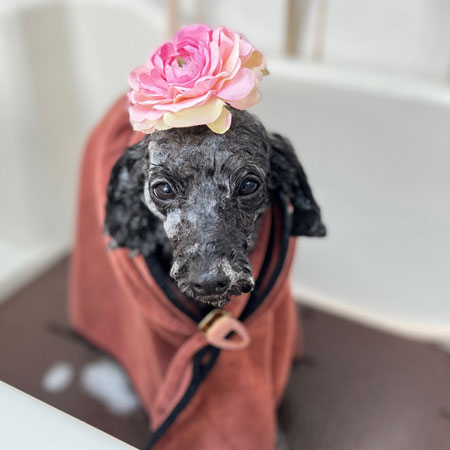 【本店】2022年6月10日のワンちゃん達♪