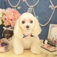 【本店】2022年6月12日のワンちゃん達♪