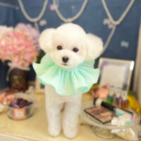 【本店】2022年6月13日のワンちゃん達♪