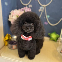 【本店】2022年6月2日のワンちゃん達♪　