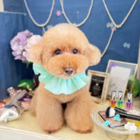 【本店】2022年6月20日のワンちゃん達♪