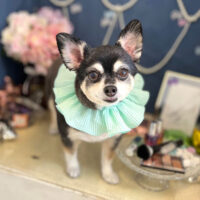 【本店】2022年6月11日のワンちゃん達♪