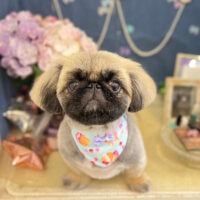 【本店】2022年6月26日のワンちゃん達♪