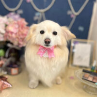 【本店】2022年6月18日のワンちゃん達♪