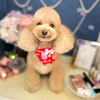 【本店】2022年6月19日のワンちゃん達♪