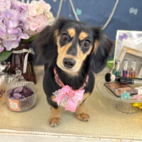 【本店】2022年6月27日のワンちゃん達♪