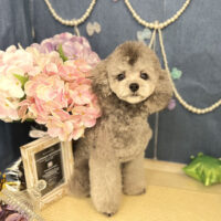 【本店】2022年6月3日のワンちゃん達♪