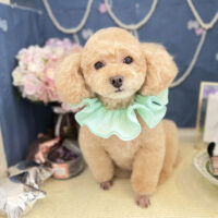 【本店】2022年6月9日のワンちゃん達♪