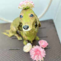 【本店】2022年6月24日のワンちゃん達♪