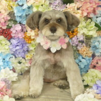 【山手店】2022年6月2日のワンちゃん達♪