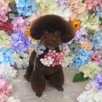 【山手店】2022年6月3日のワンちゃん達♪