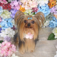 【山手店】2022年6月4日のワンちゃん達♪