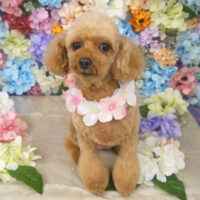 【山手店】2022年6月5日のワンちゃん達♪