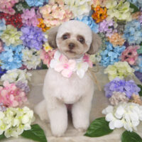 【山手店】2022年6月6日のワンちゃん達♪