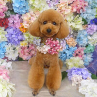 【山手店】2022年6月9日のワンちゃん達♪