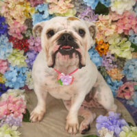 【山手店】2022年6月10日のワンちゃん達♪