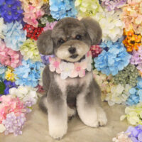 【山手店】2022年6月11日のワンちゃん達♪