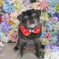 【山手店】2022年6月12日のワンちゃん達♪