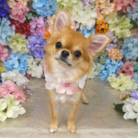 【山手店】2022年6月13日のワンちゃん達♪